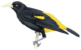 Yellow-rumped Cacique