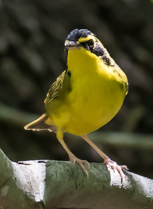 Kentucky Warbler - Chase Bonanno