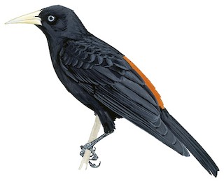 Red-rumped Cacique