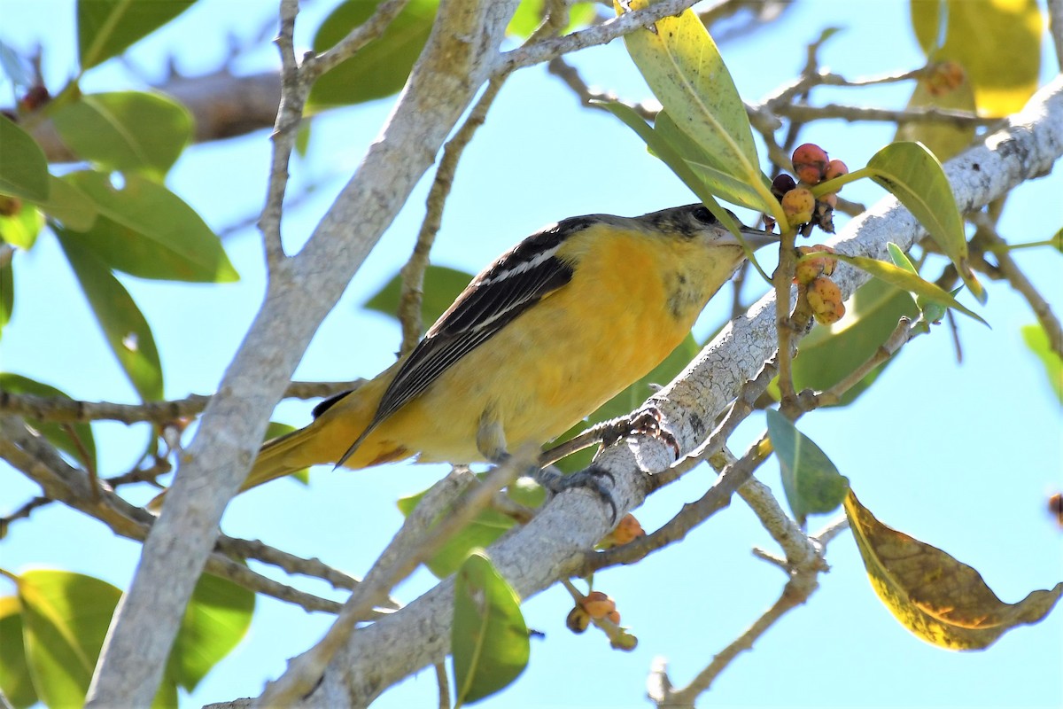 Baltimore Oriole - ML153224741