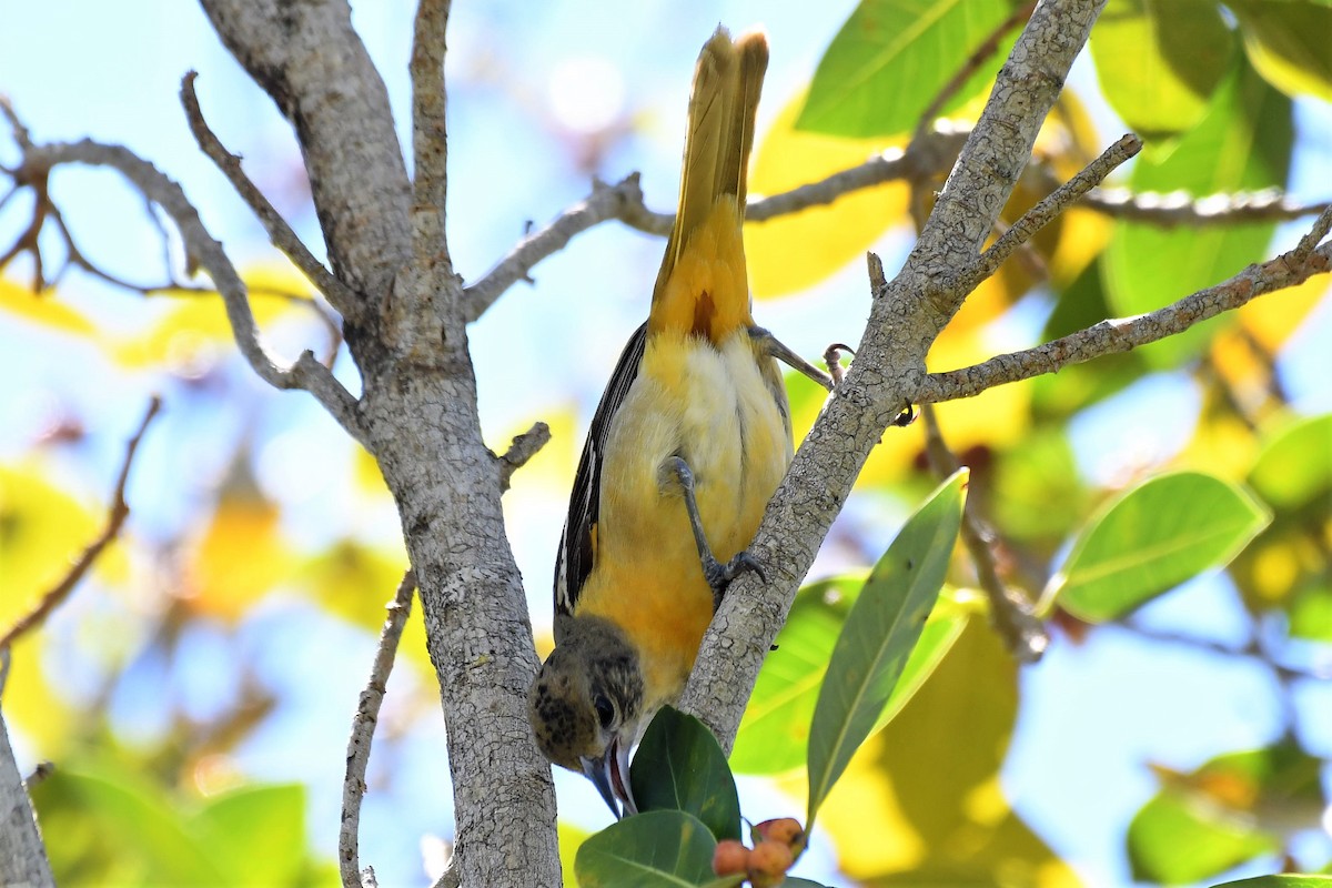 Baltimore Oriole - ML153224811