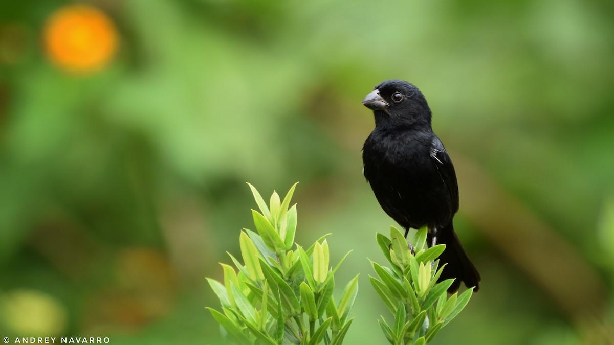 Variable Seedeater - ML153230311