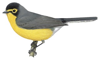 Spectacled Redstart - Myioborus melanocephalus - Birds of the World