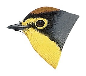 Spectacled Redstart - Myioborus melanocephalus - Birds of the World