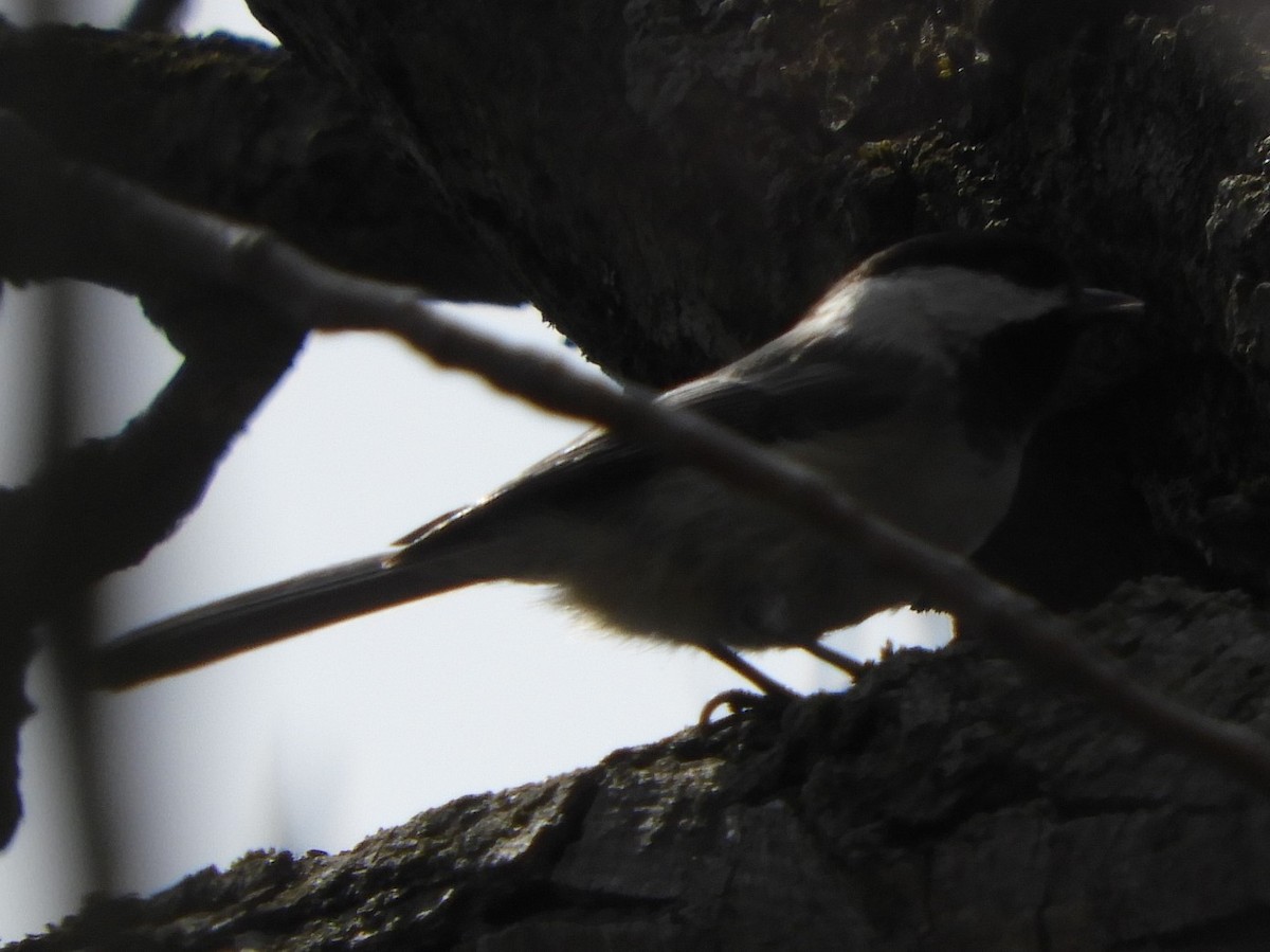 Black-capped Chickadee - ML153230971