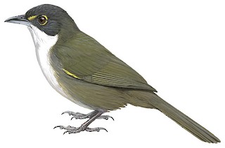 Eastern Chat-Tanager - Calyptophilus frugivorus - Birds of the World