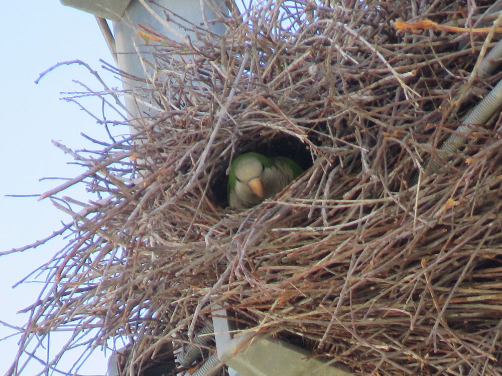 Monk Parakeet - ML153232031