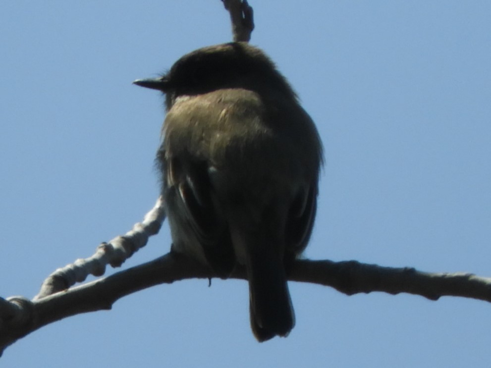 Eastern Phoebe - ML153232051