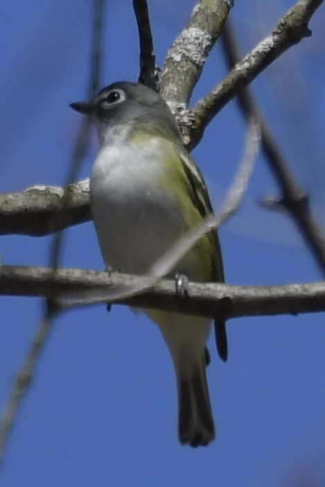 Vireo Solitario - ML153232141