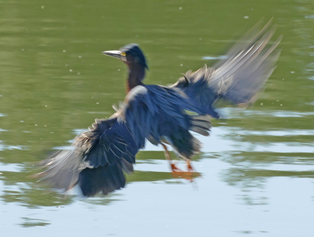 Green Heron - ML153233251