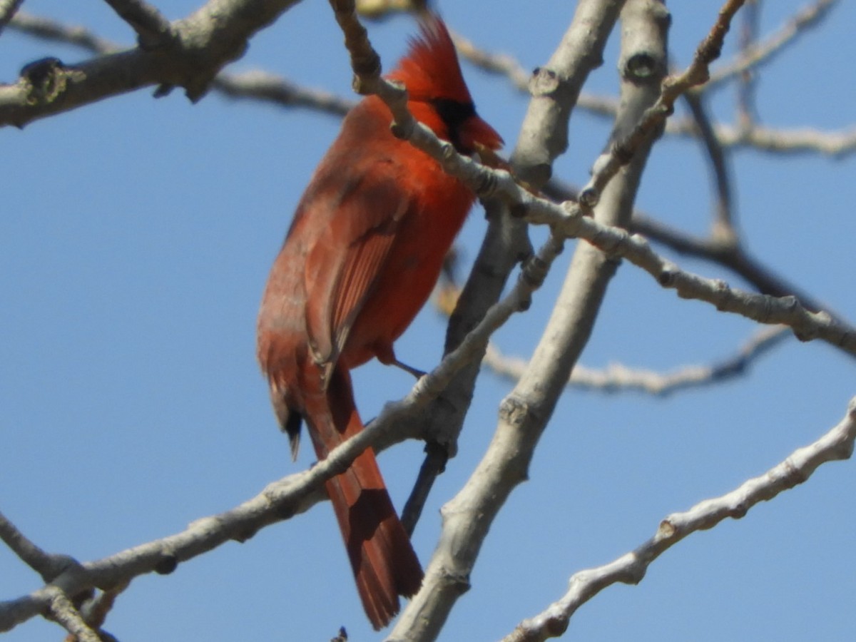 Cardenal Norteño - ML153233281