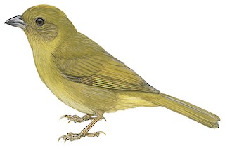 Red-crowned Ant-Tanager - Habia rubica - Birds of the World