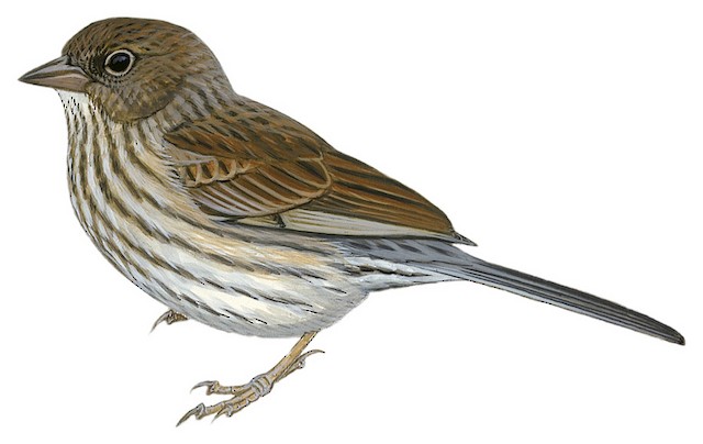 Blue Finch - Rhopospina caerulescens - Birds of the World