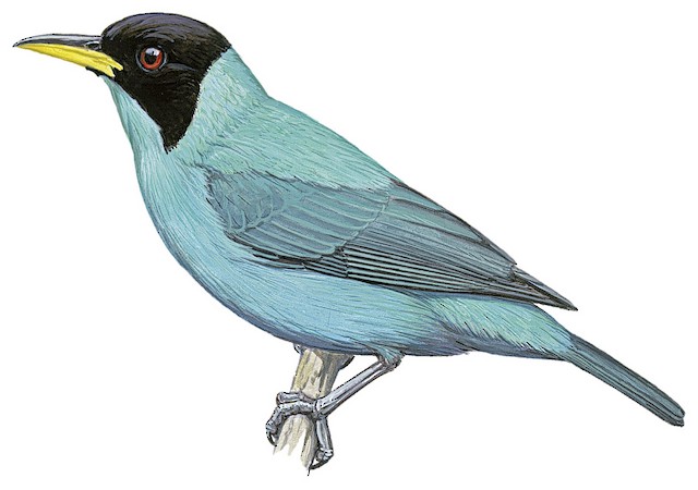 Green Honeycreeper - Chlorophanes spiza - Birds of the World