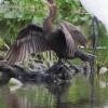 Neotropic Cormorant - ML153237081