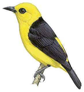 Black-and-yellow Tanager - Chrysothlypis chrysomelas - Birds of