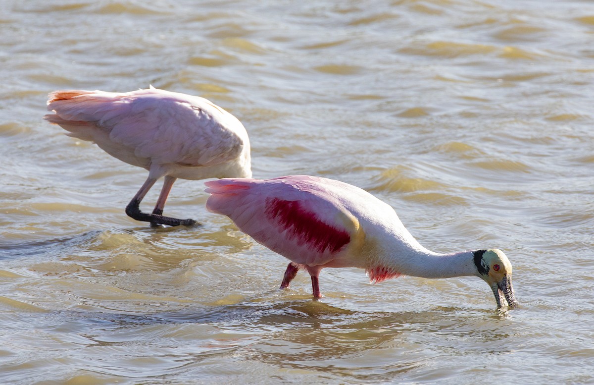 Roseate Spoonbill - ML153238971