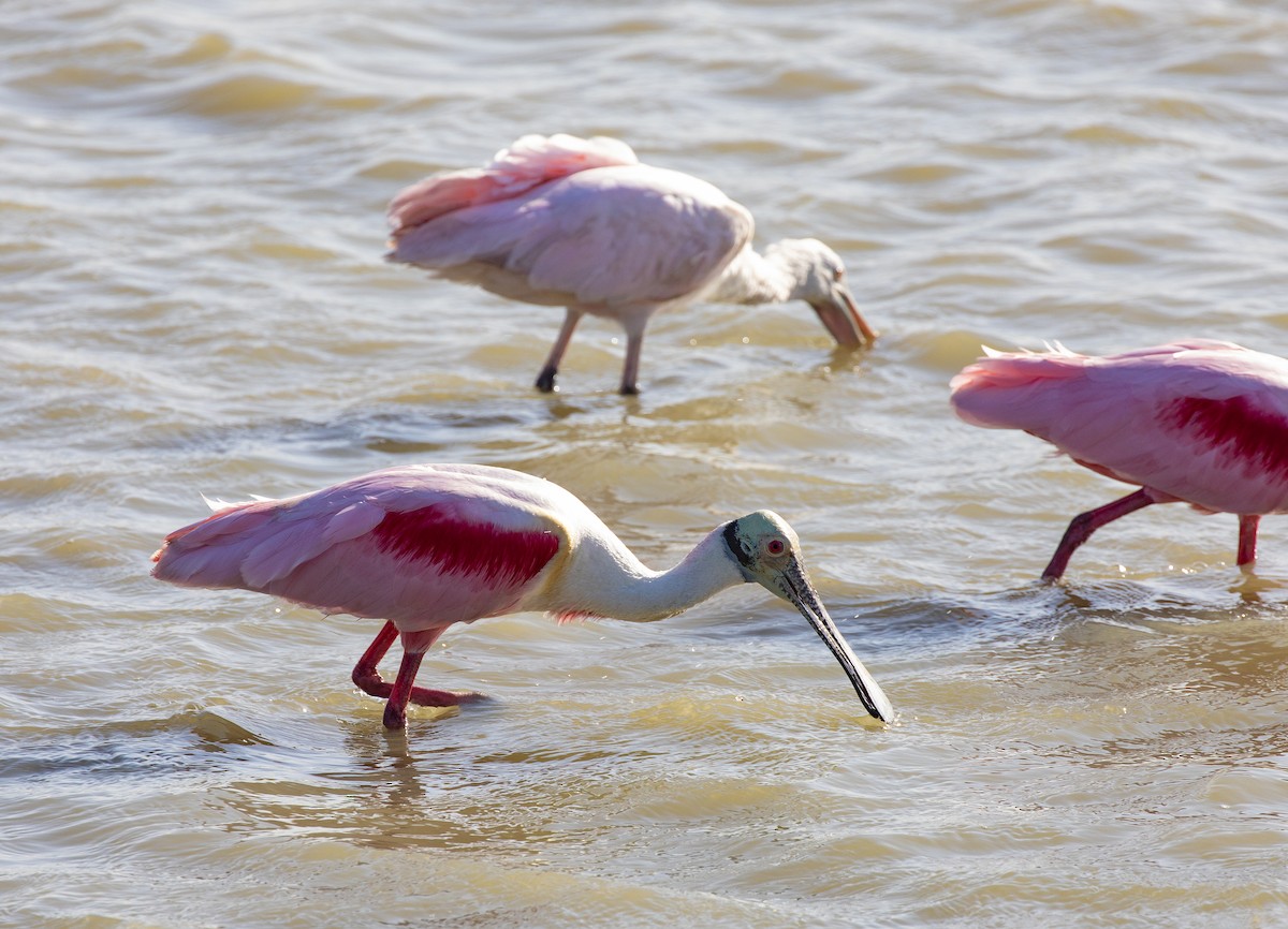 Roseate Spoonbill - ML153238981