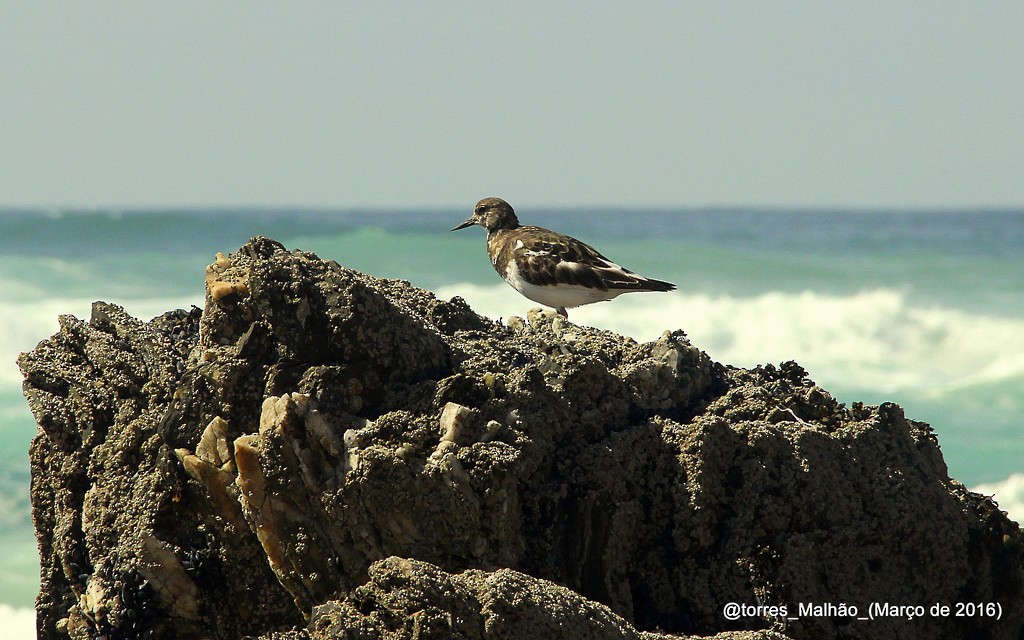 Ruddy Turnstone - ML153239881