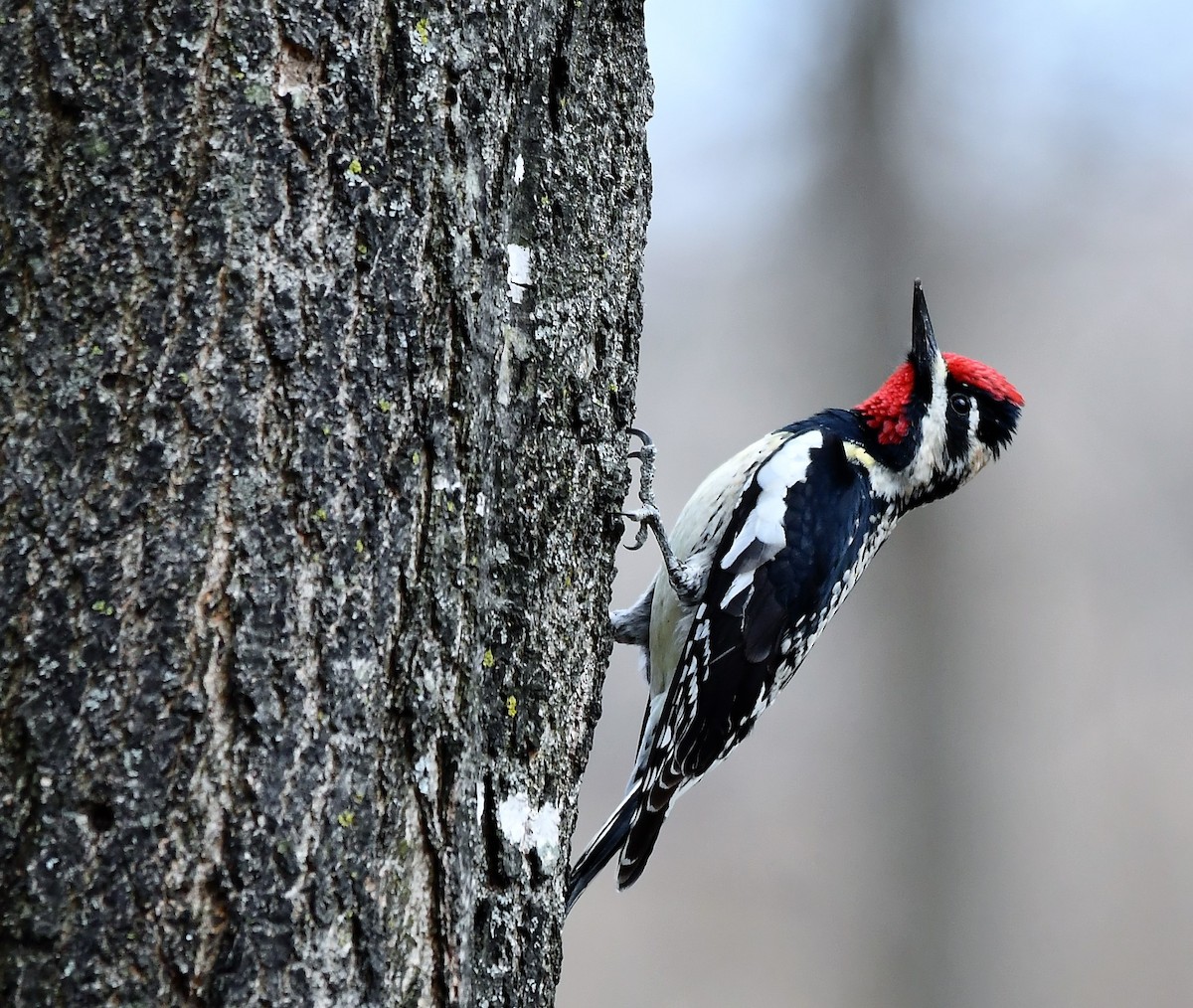 Yellow-bellied Sapsucker - Monique Maynard