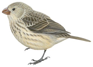 Large Tree-Finch - Camarhynchus psittacula - Birds of the World