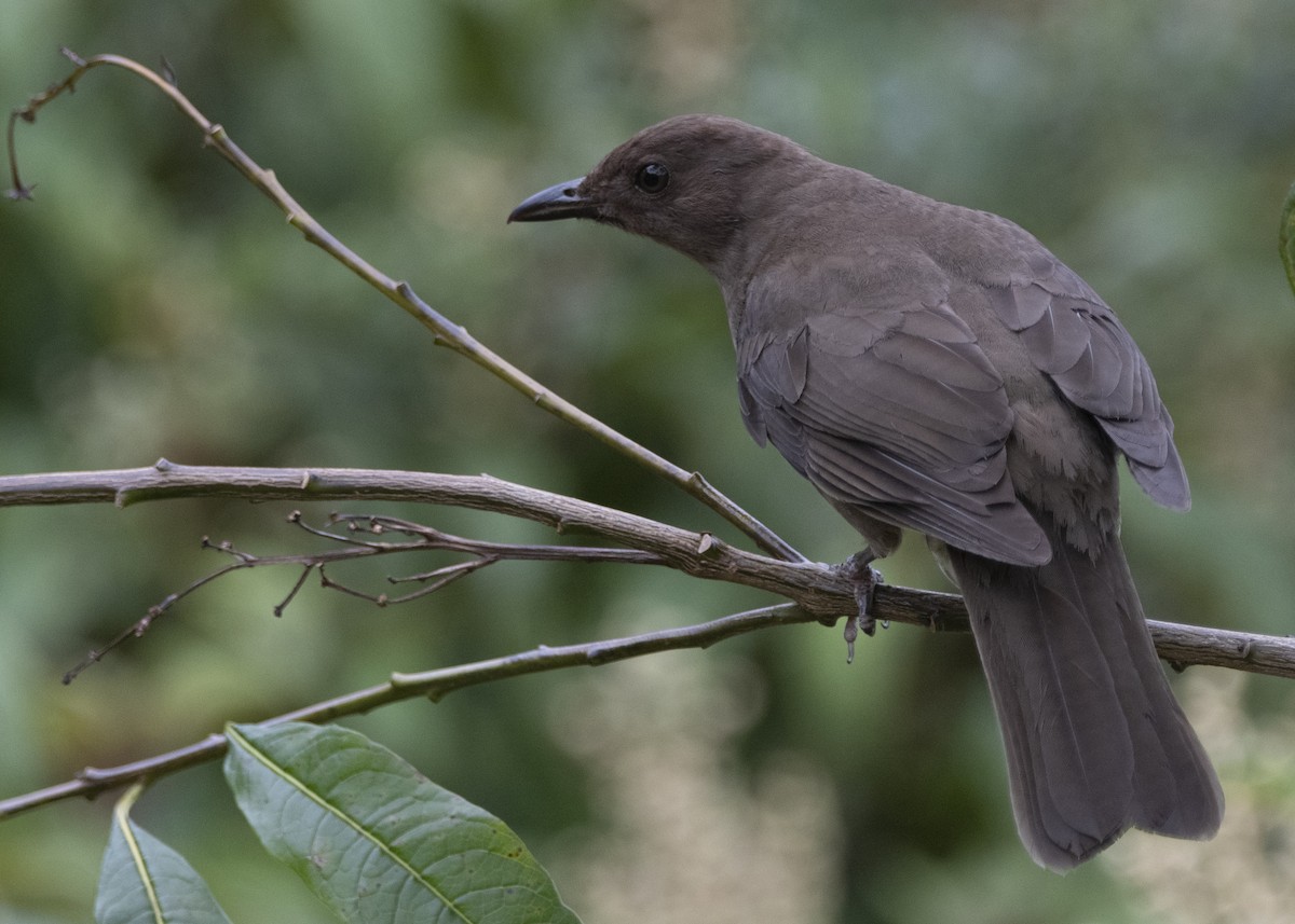 Mountain Thrush - Leandro Arias Salazar