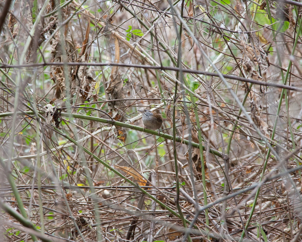 Rufous-and-white Wren - ML153242691