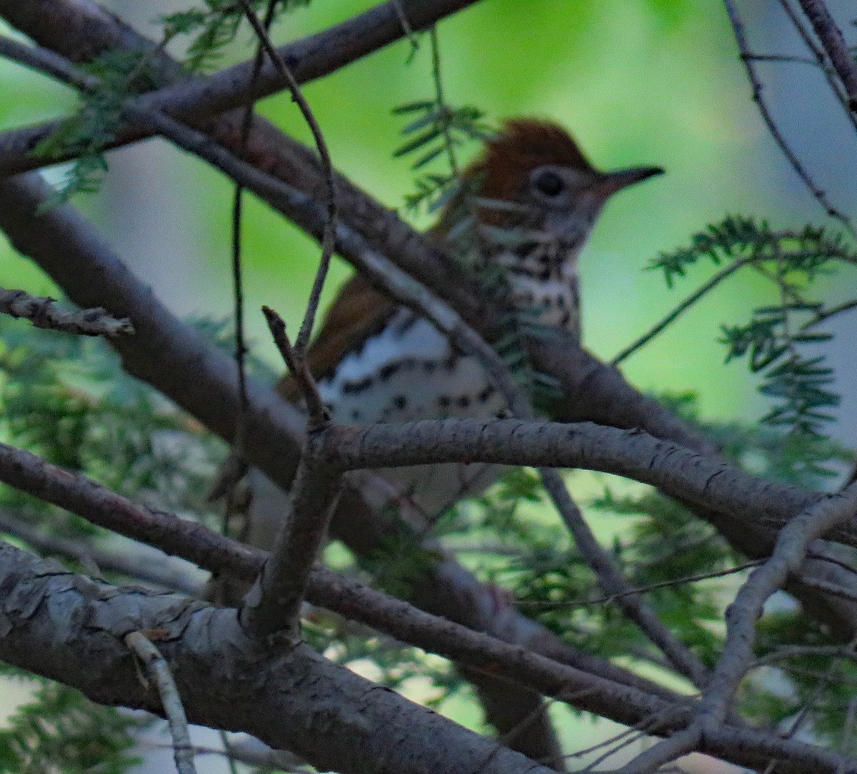 Wood Thrush - ML153242791