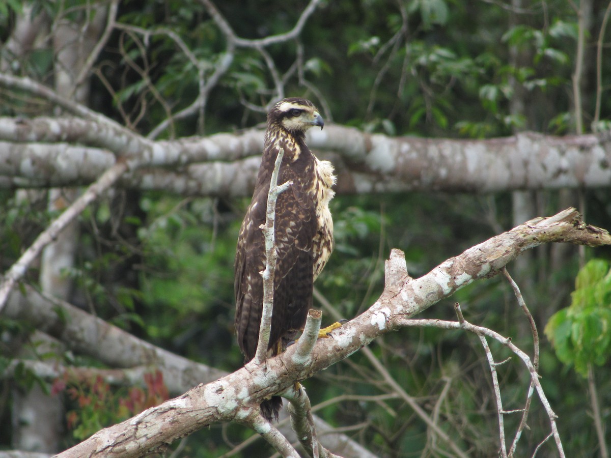 Great Black Hawk - ML153243151