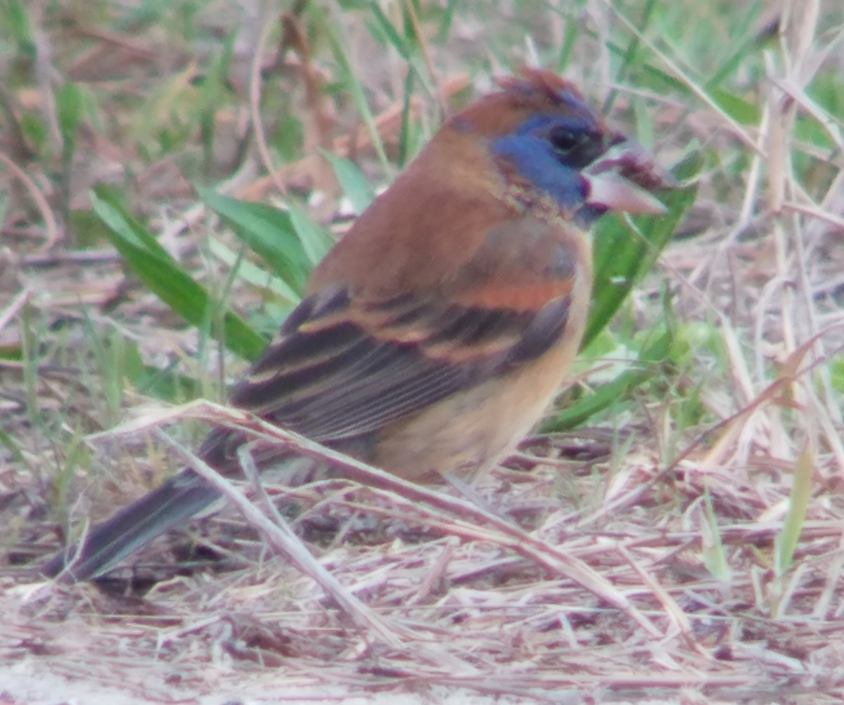 Blue Grosbeak - ML153243371