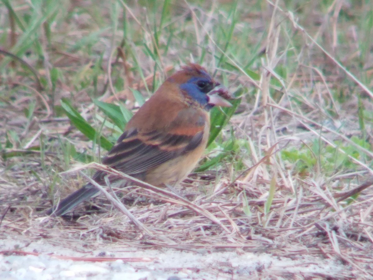 Blue Grosbeak - ML153243491