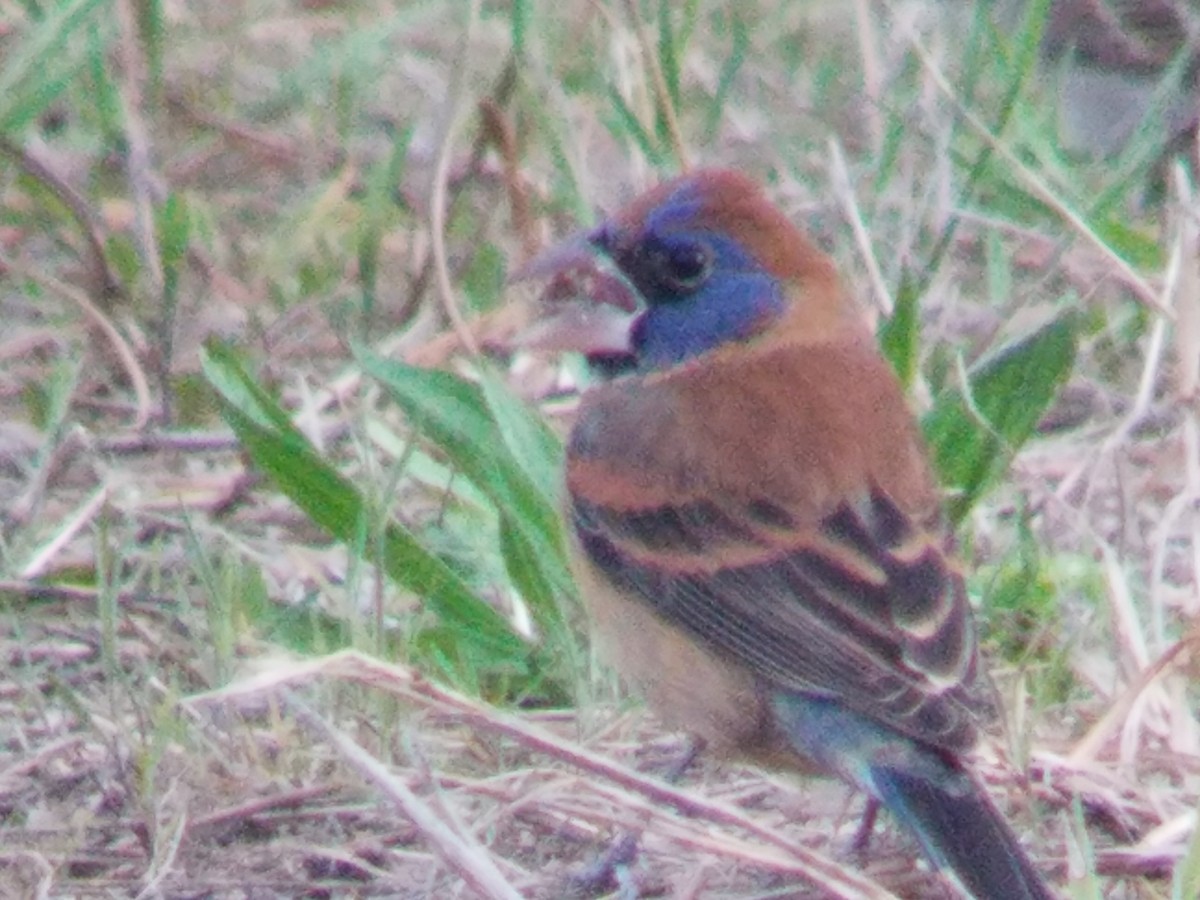 Blue Grosbeak - ML153243671