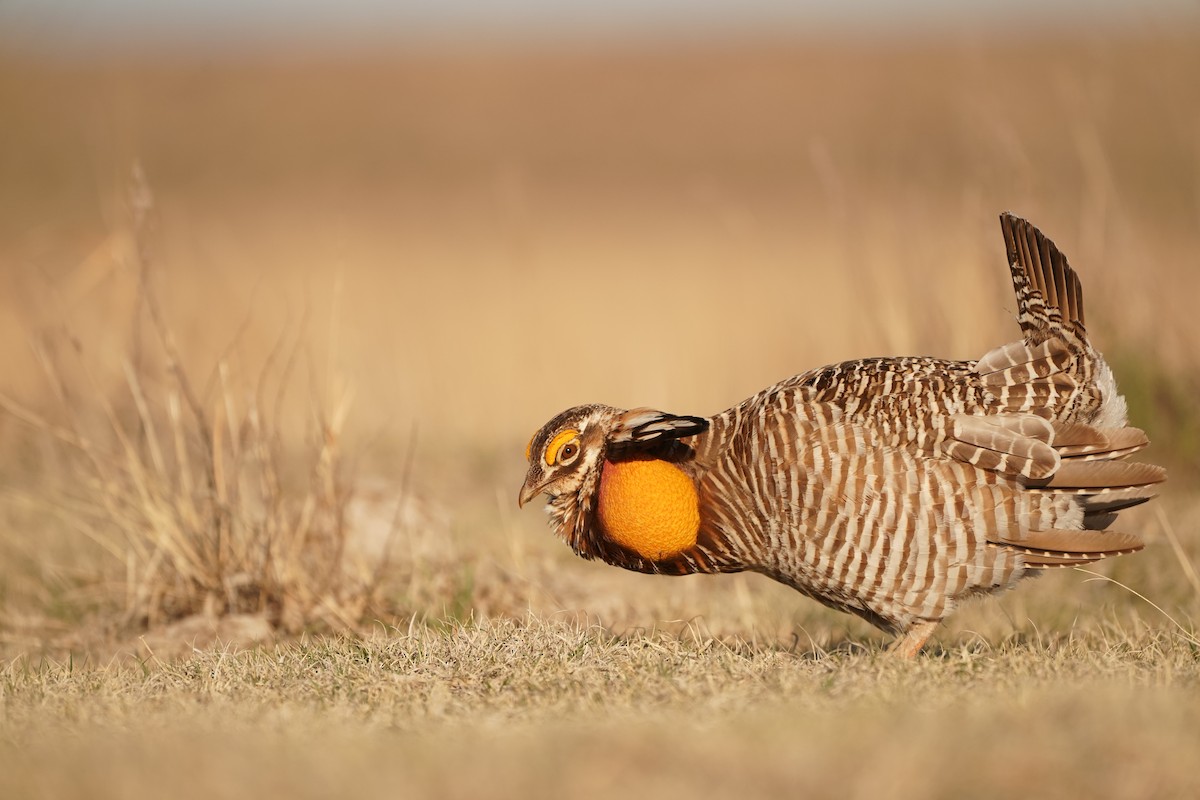 Greater Prairie-Chicken - ML153244231