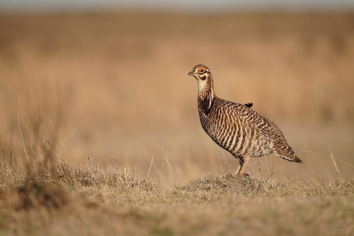 Greater Prairie-Chicken - ML153244261