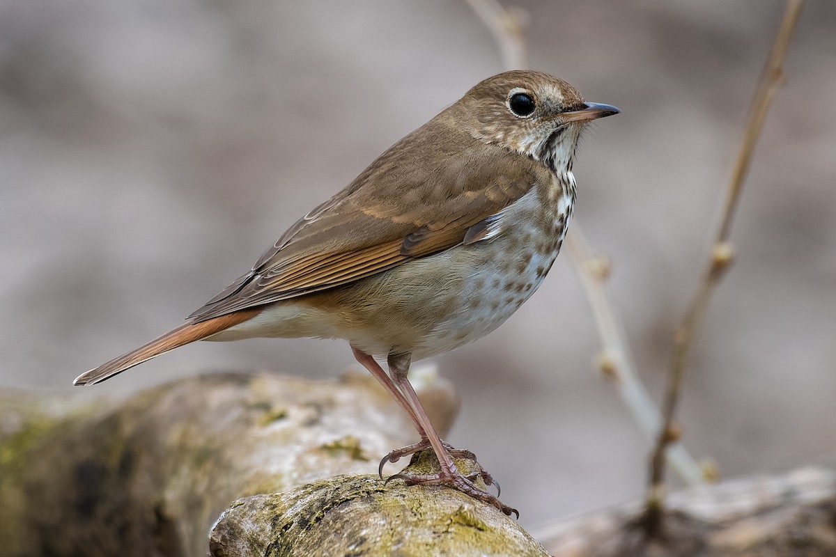 Hermit Thrush - ML153245781