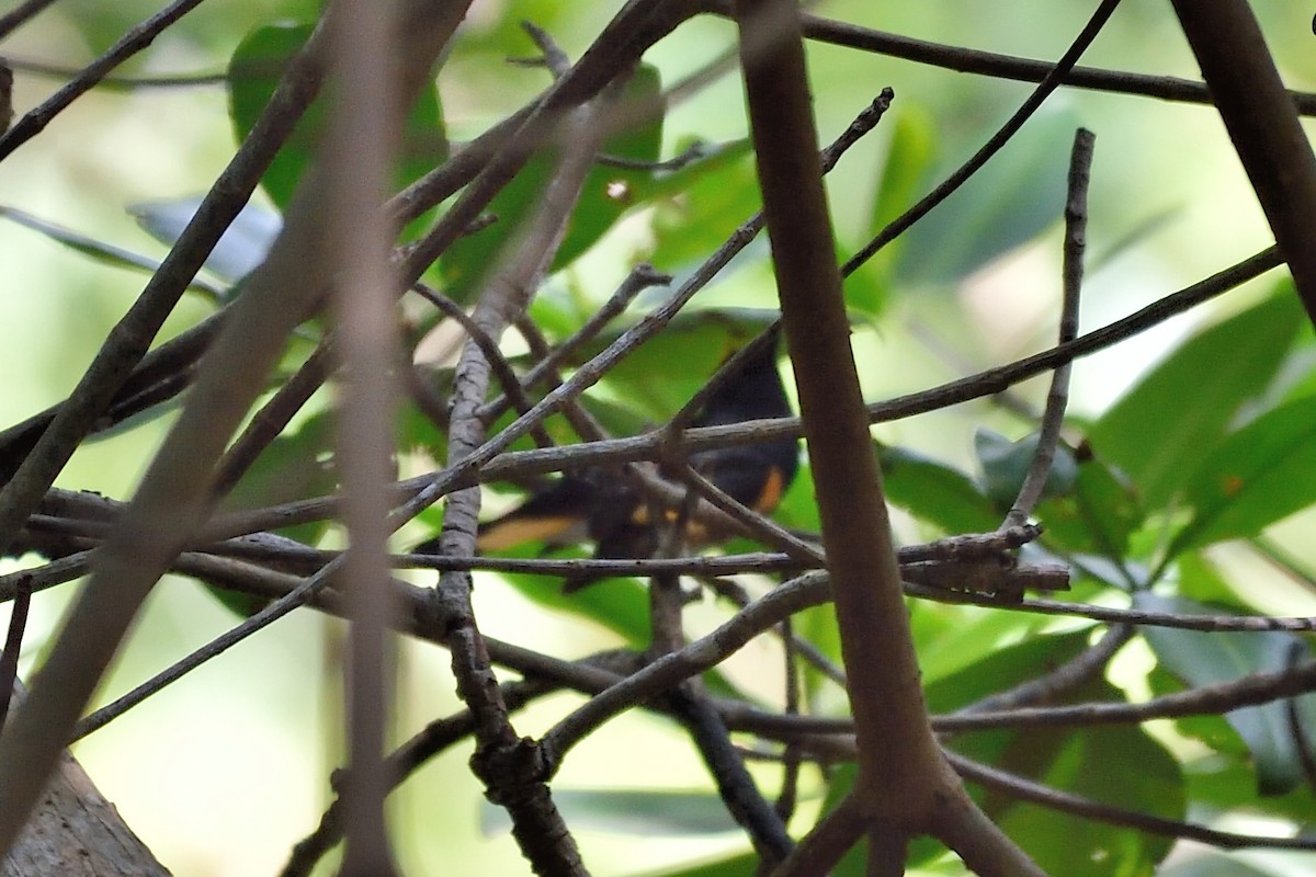 American Redstart - Michiel Oversteegen