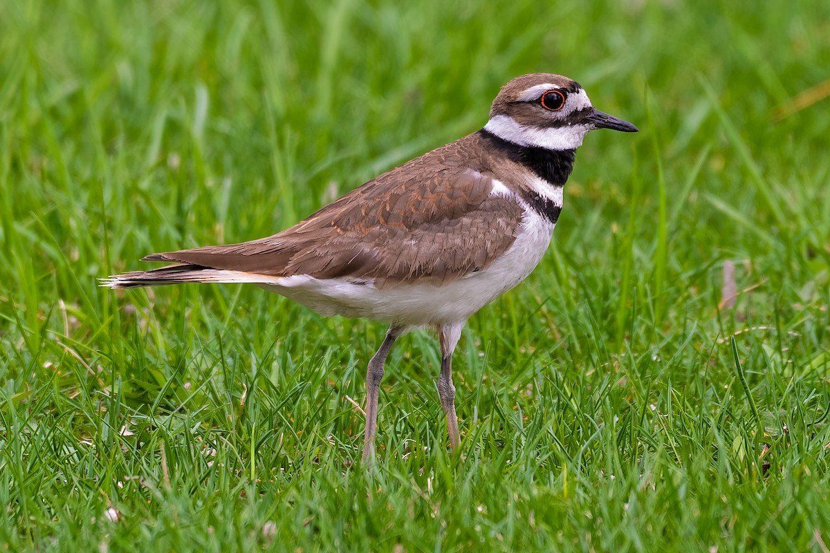 Killdeer - ML153246031