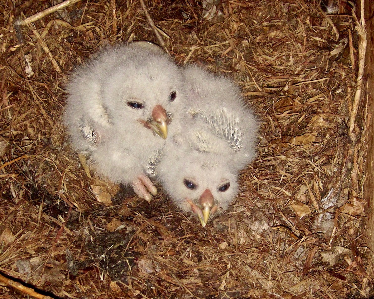 Barred Owl - Jack & Holly Bartholmai