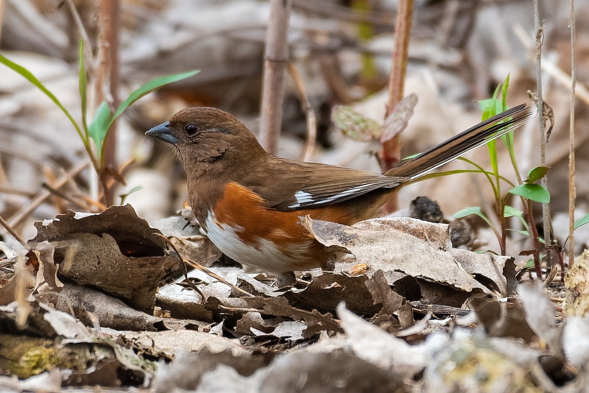 Eastern Towhee - ML153248501