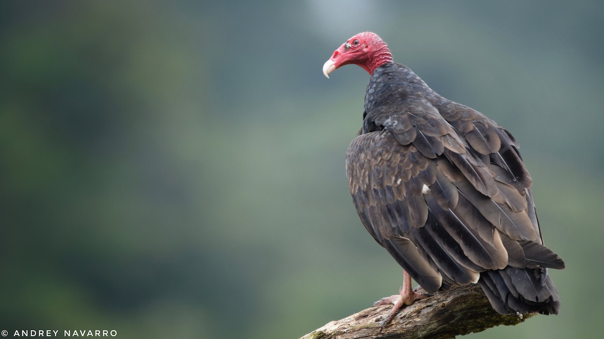 Turkey Vulture - Andrey Navarro Brenes