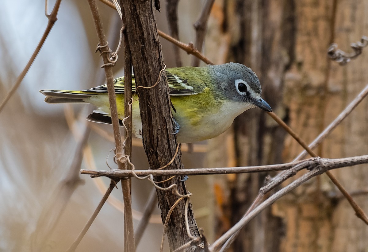 Blue-headed Vireo - ML153248571