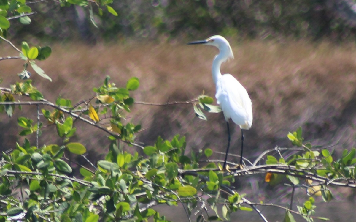 Snowy Egret - ML153249791