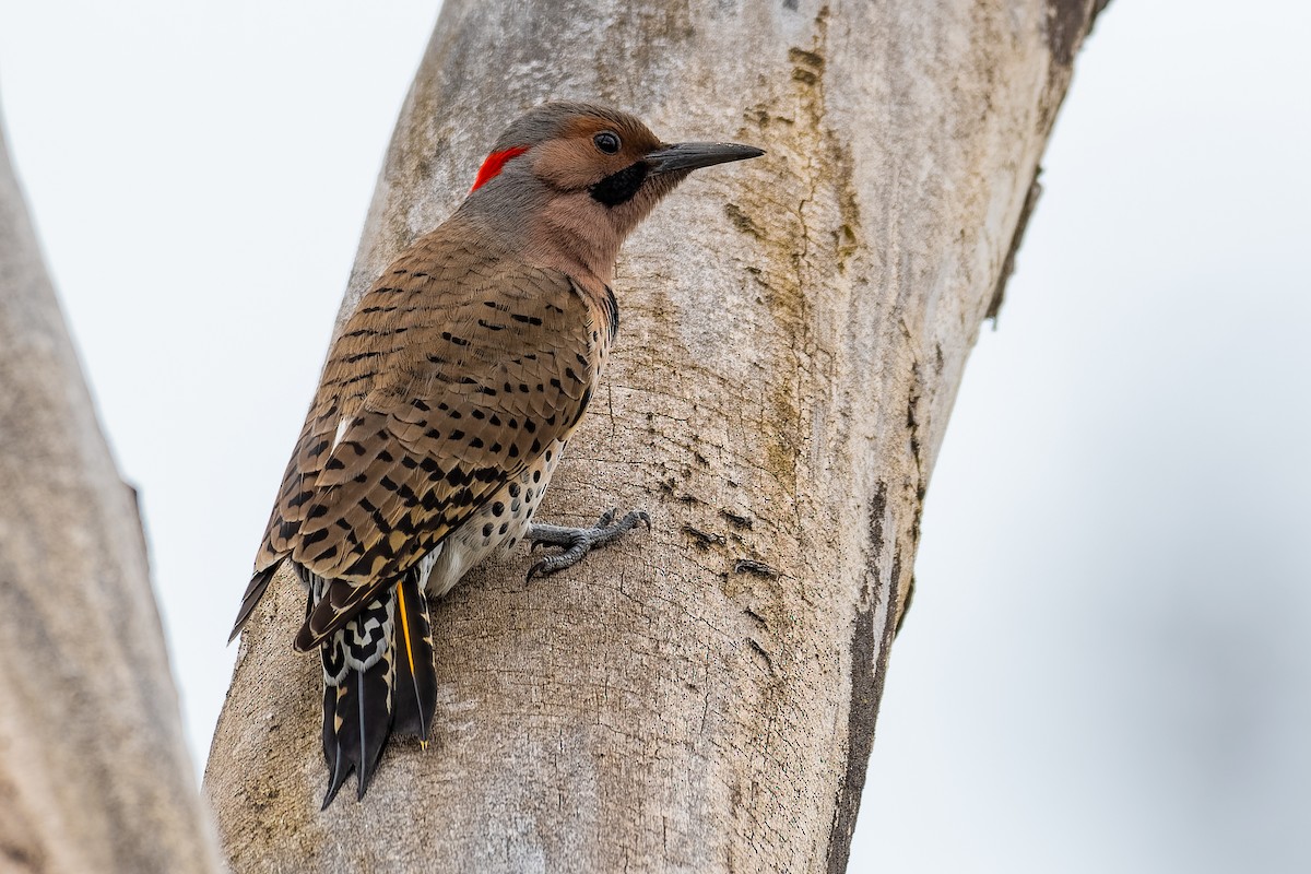 Northern Flicker - ML153250171