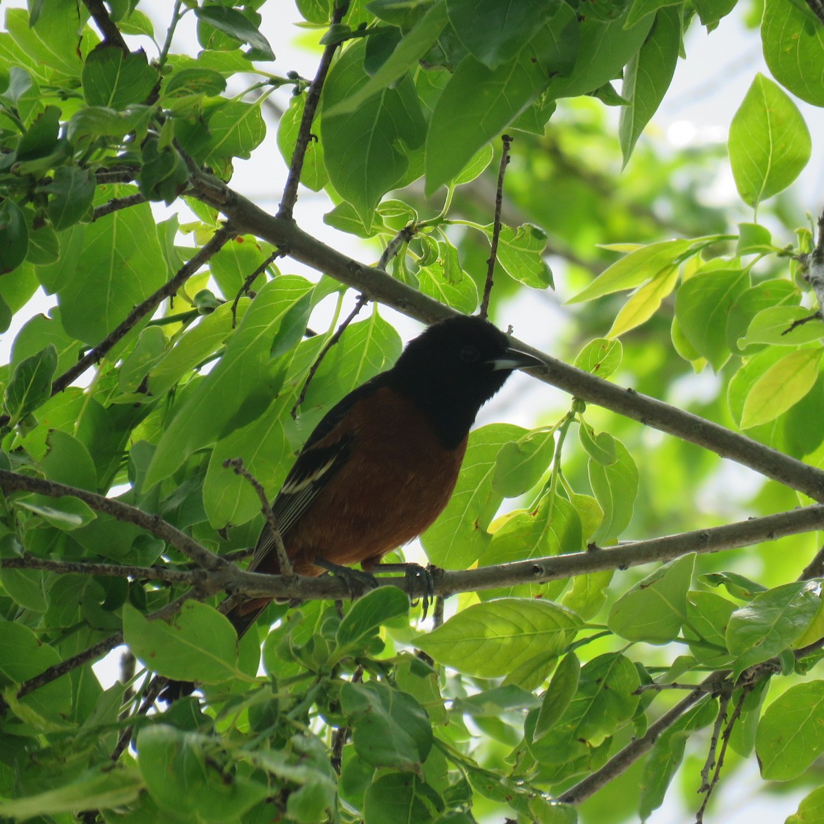 Oriole des vergers - ML153250351