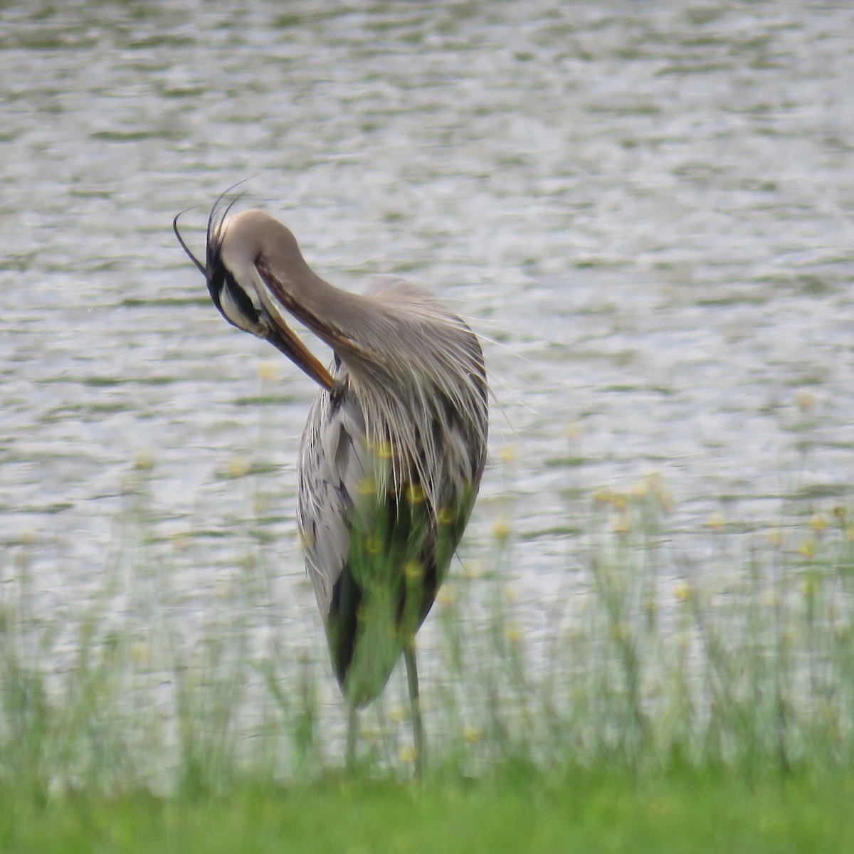 Great Blue Heron - ML153250721