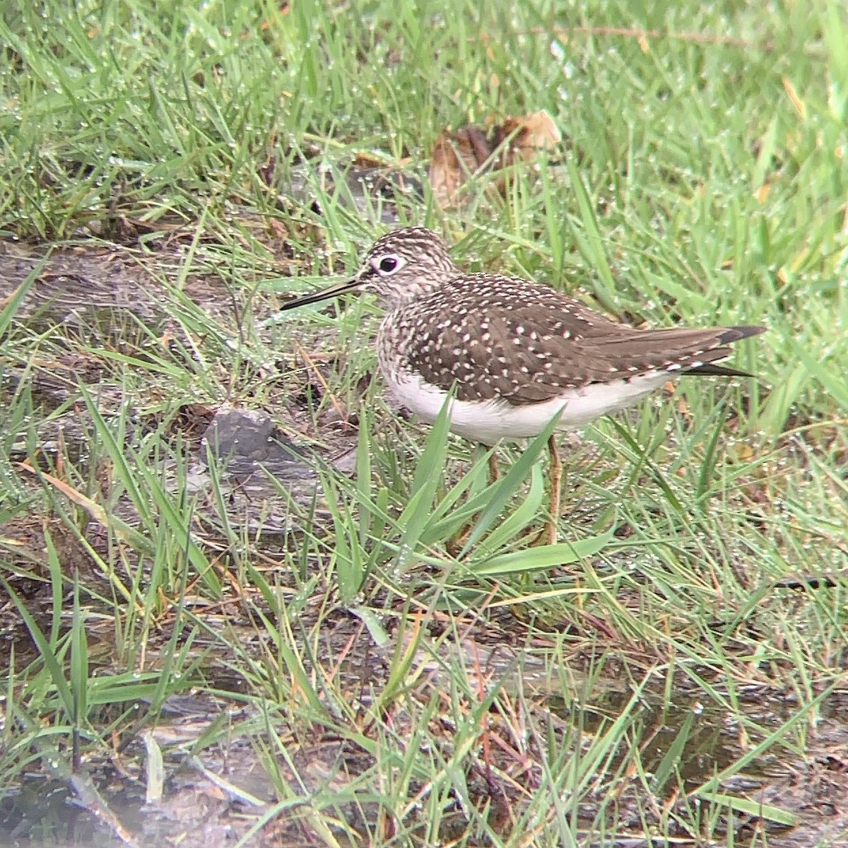 Solitary Sandpiper - ML153251891