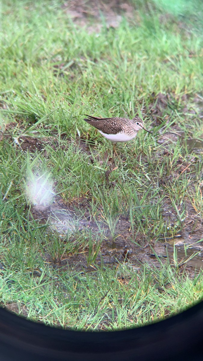 Solitary Sandpiper - ML153251931