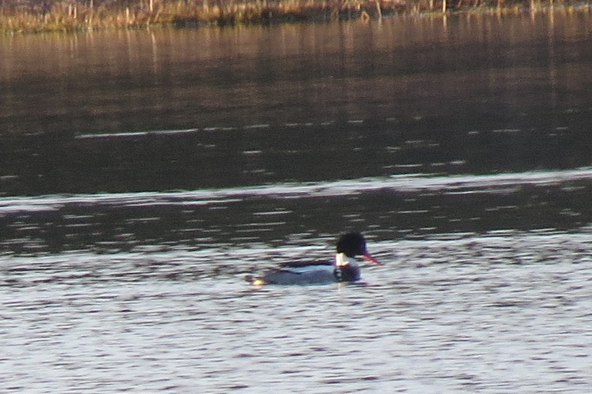 Red-breasted Merganser - ML153252301