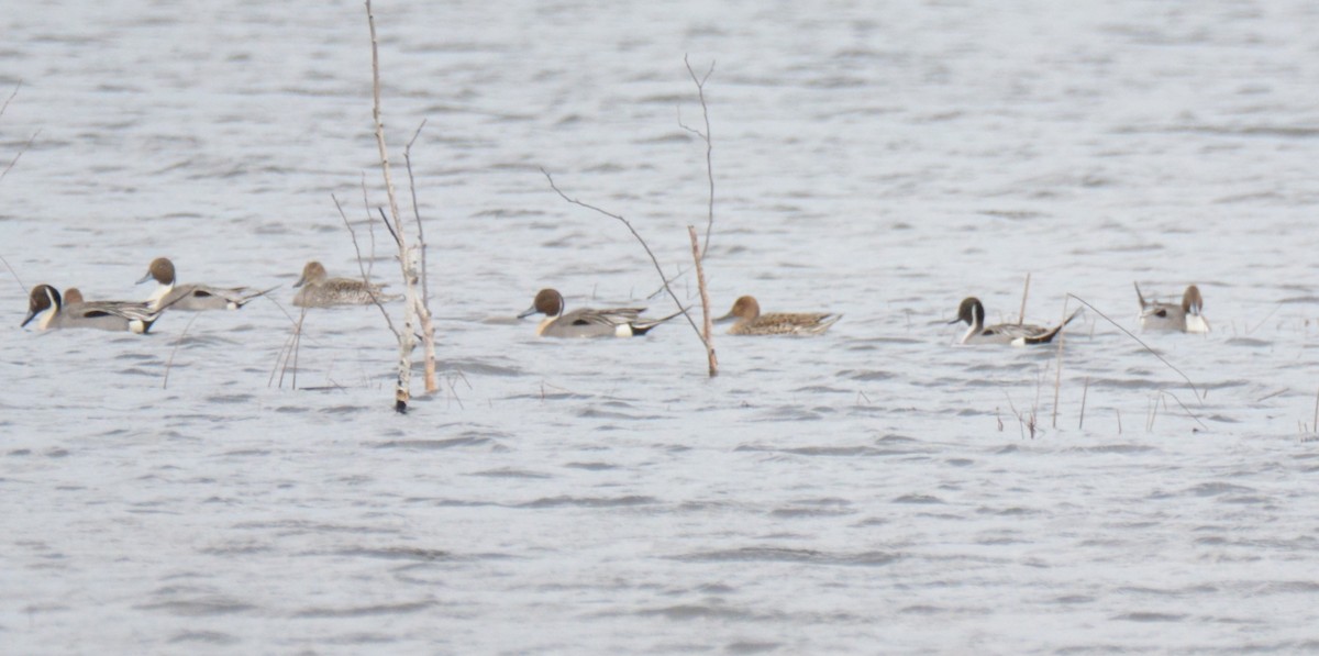 Northern Pintail - Kaley Genther
