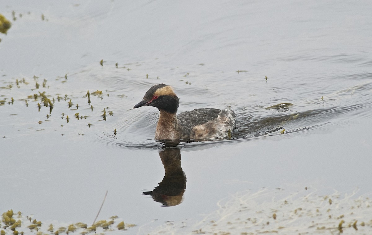 Horned Grebe - Paul Gould